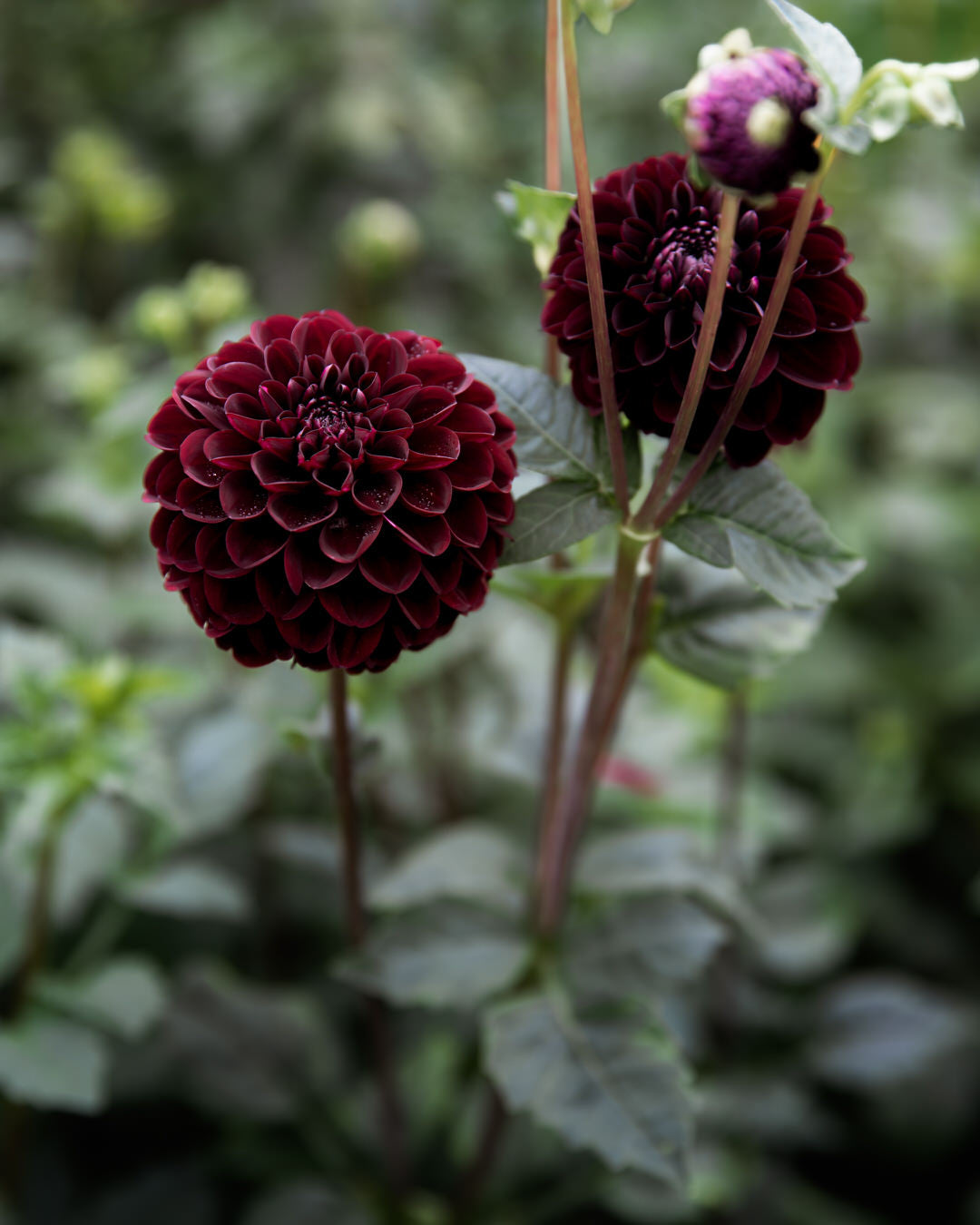 Dahlia Dark Spirit