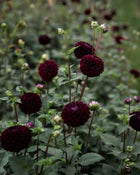 Dahlia Dark Spirit