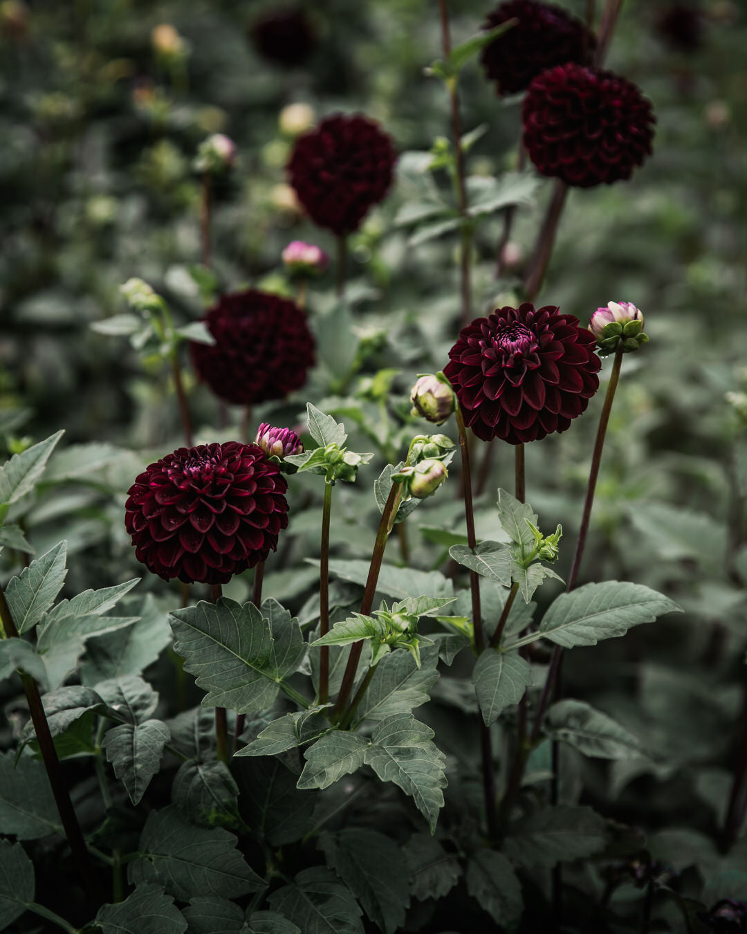 Dahlia Dark Spirit