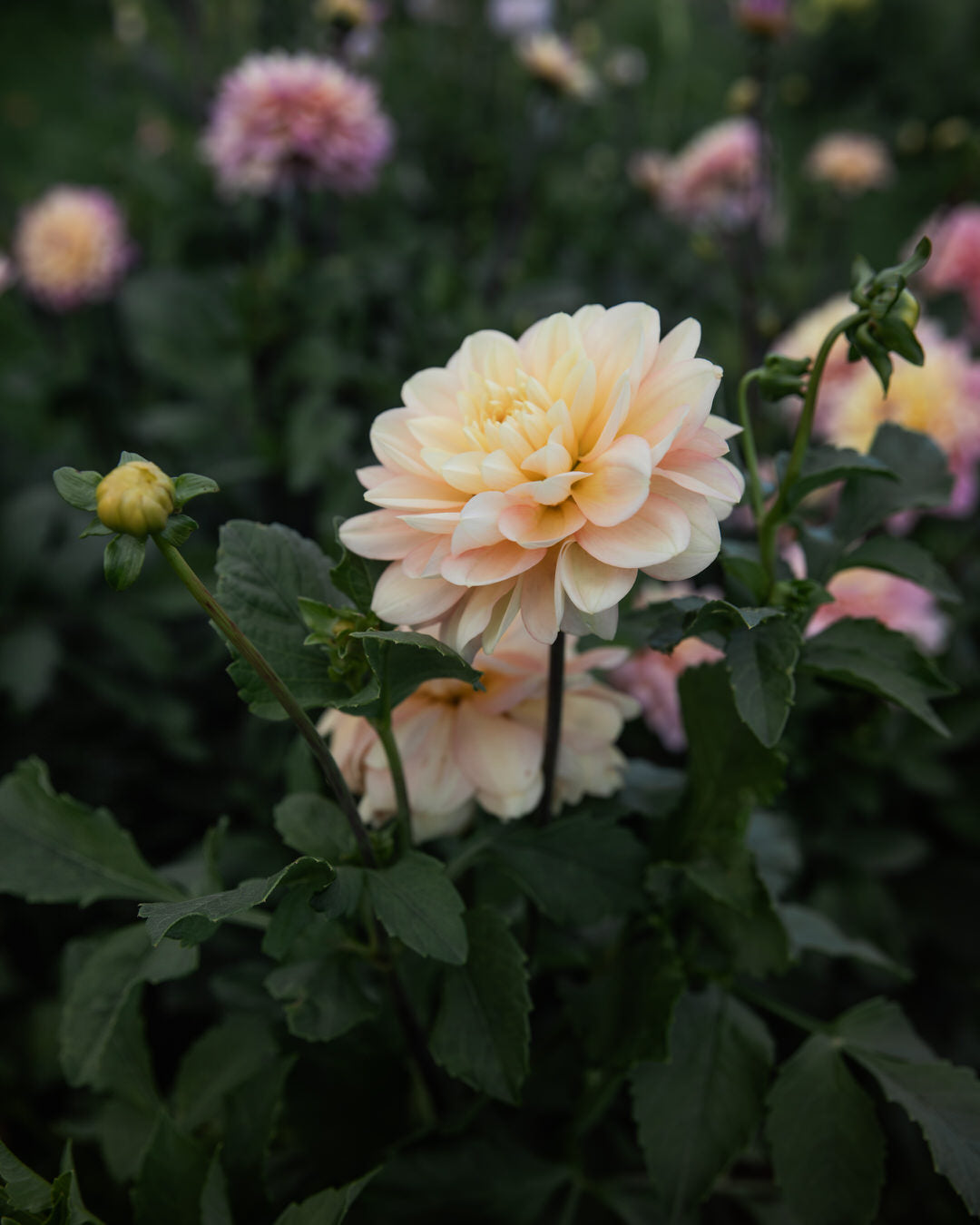 Dahlia Day Dreamer