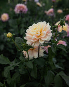 Dahlia Day Dreamer