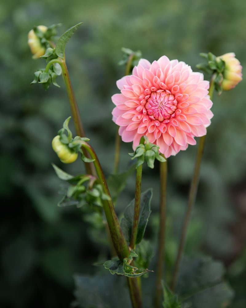 Dahlia Doris Duke