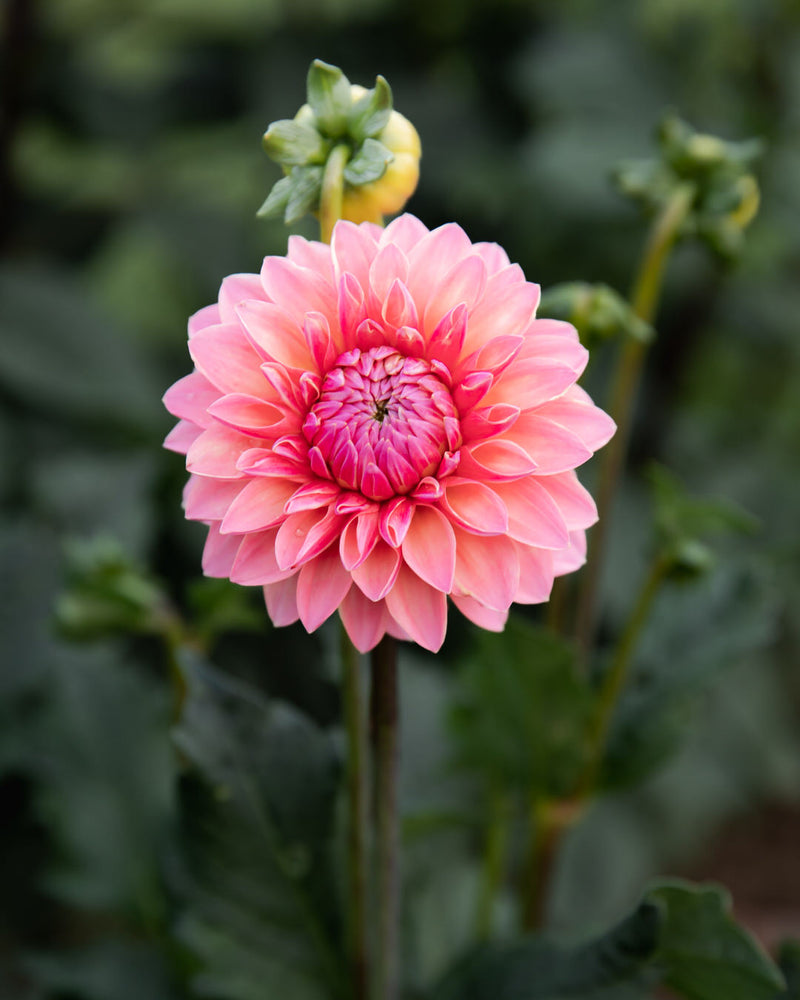 Dahlia Doris Duke