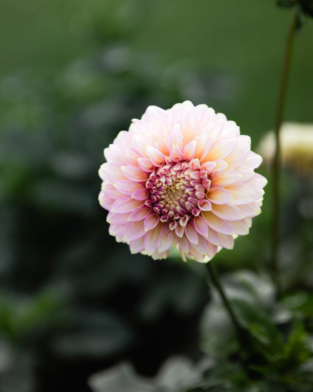 Dahlia Elks Tennley Rose