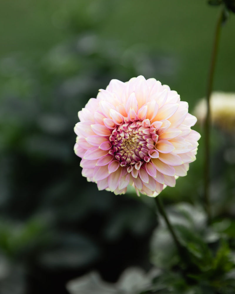 Dahlia Elks Tennley Rose