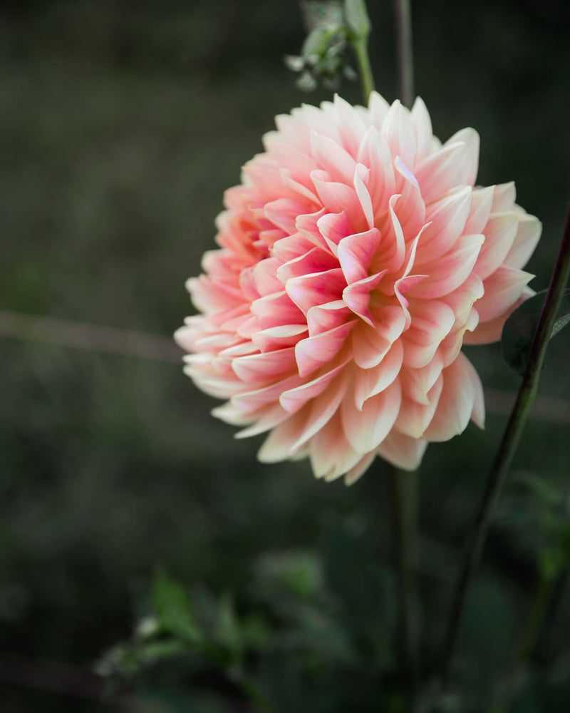 Dahlia Fawn