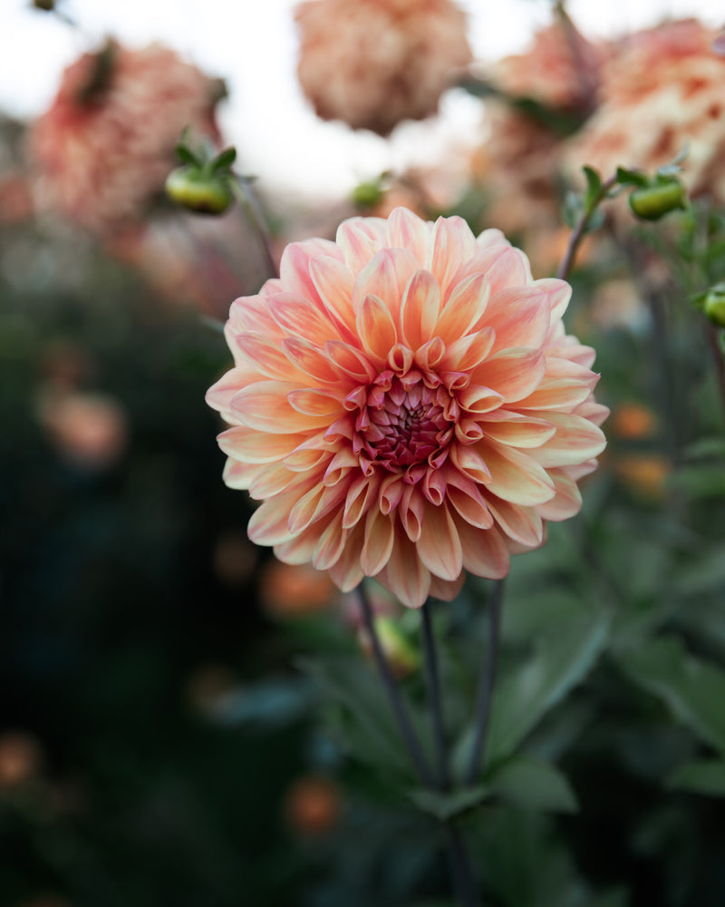Dahlia Ferncliff Copper