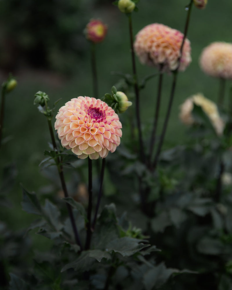 Dahlia Ferncliff Spice