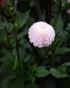 Dahlia Fifi
