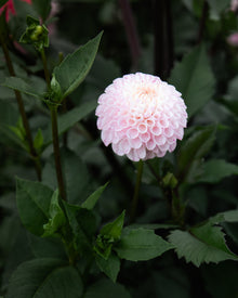 Dahlia Fifi