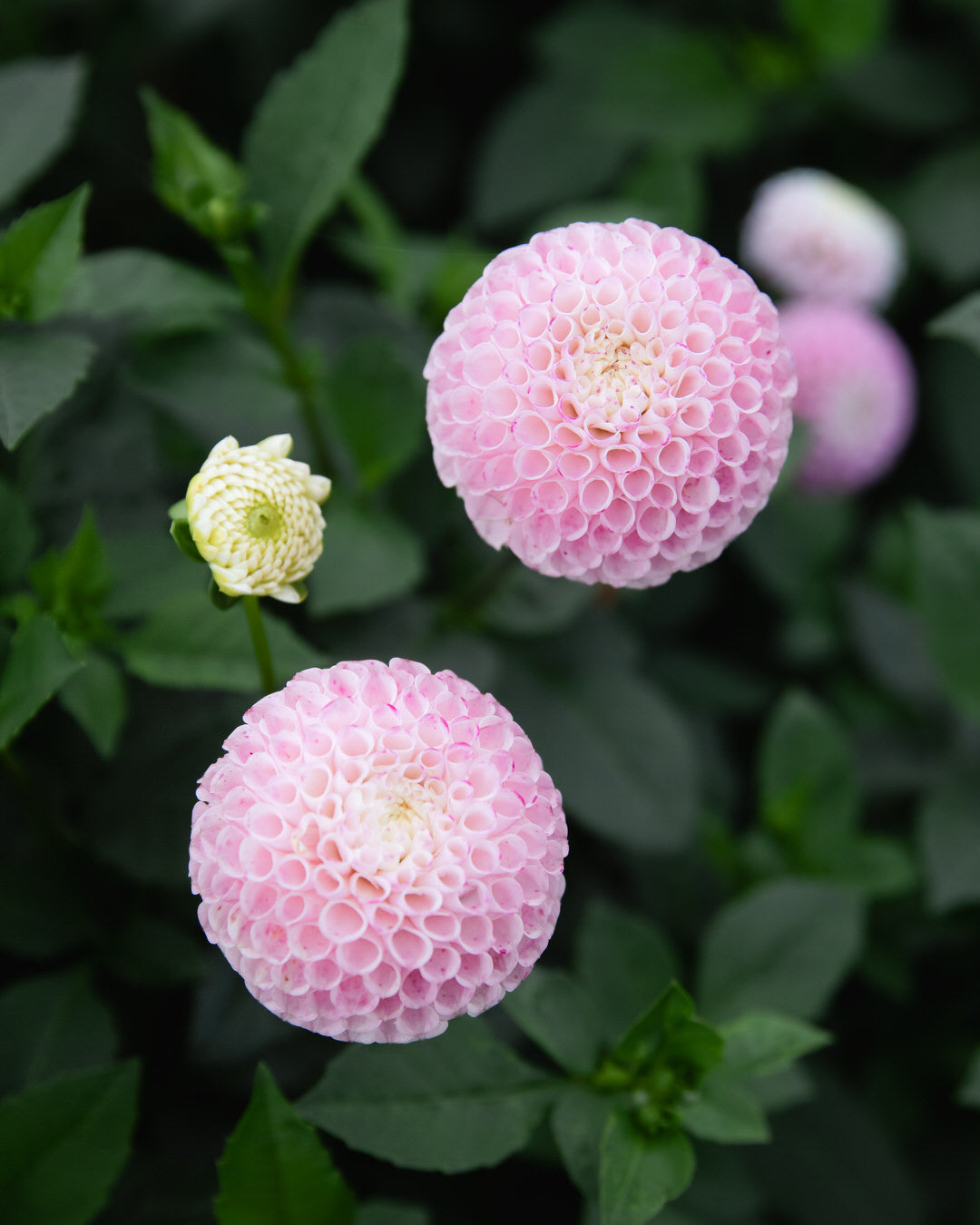 Dahlia Fifi