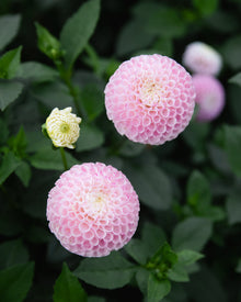 Dahlia Fifi