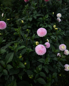 Dahlia Fifi