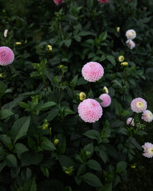 Dahlia Fifi