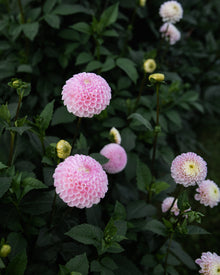 Dahlia Fifi