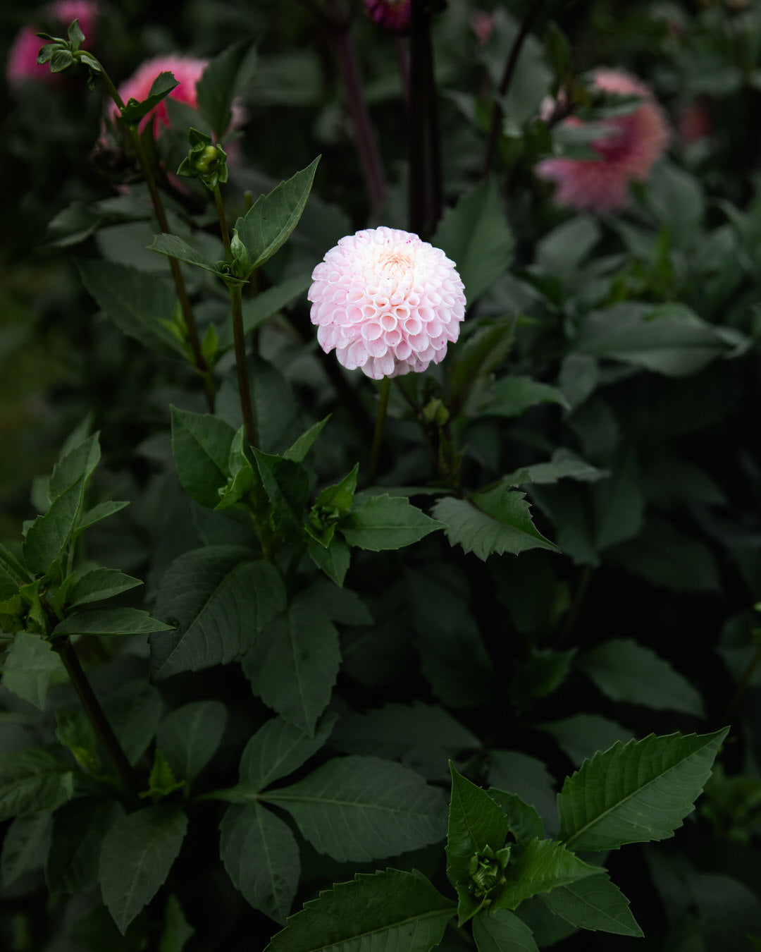 Dahlia Fifi