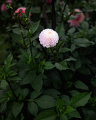 Dahlia Fifi