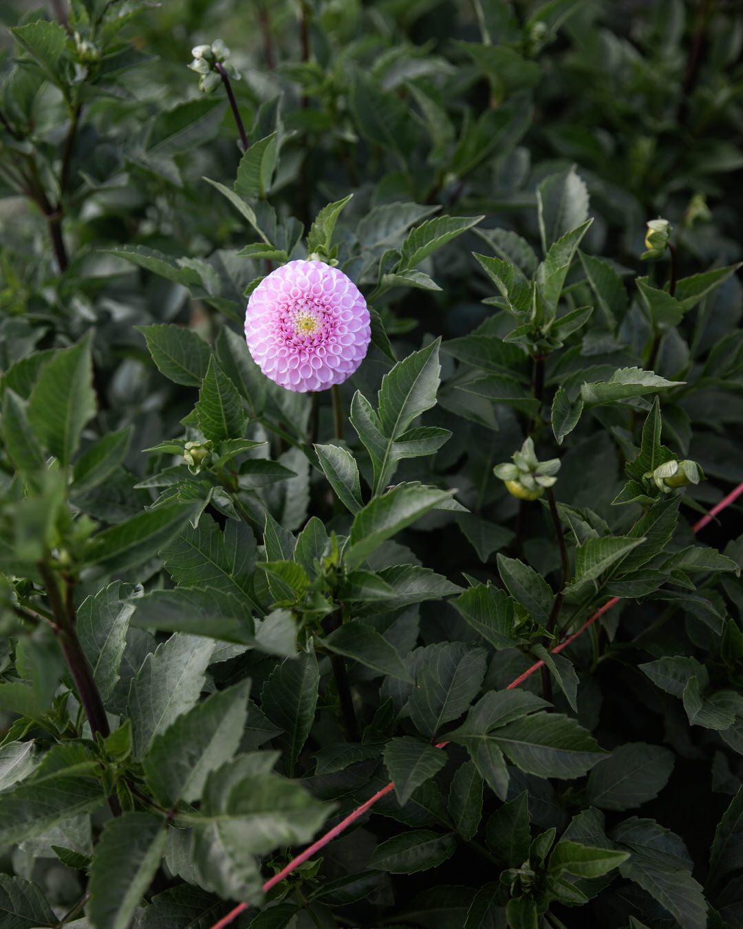 Dahlia Fifi