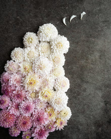 Dahlia Tahoma Kelli Tuber Sale