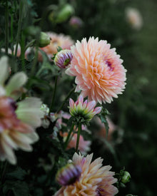 Dahlia Gabrielle Marie