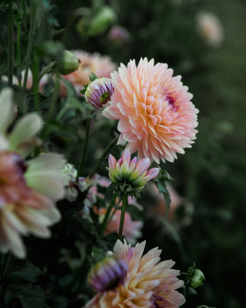 Dahlia Gabrielle Marie