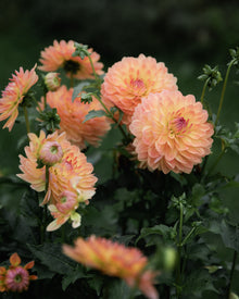 Dahlia Tuber Sale Gabrielle Marie