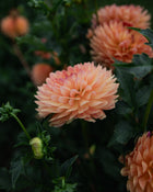 Dahlia Gabrielle Marie