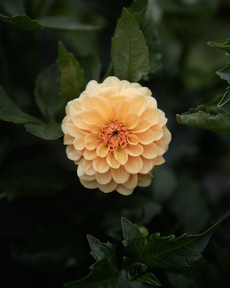 Dahlia Golden Scepter Tuber Sale
