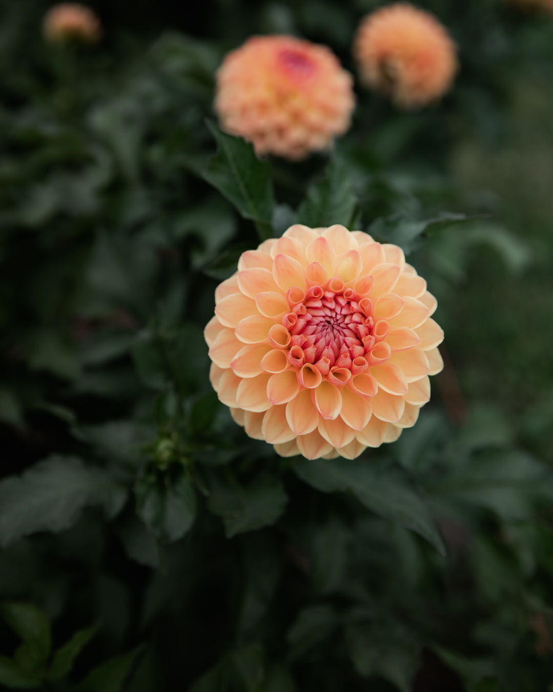 Dahlia GW's Calhoun Moon