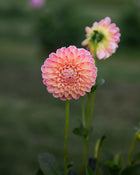 Dahlia Hapet Salmon