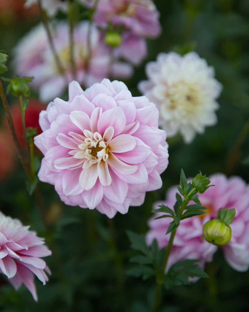 Dahlia Heather Feather