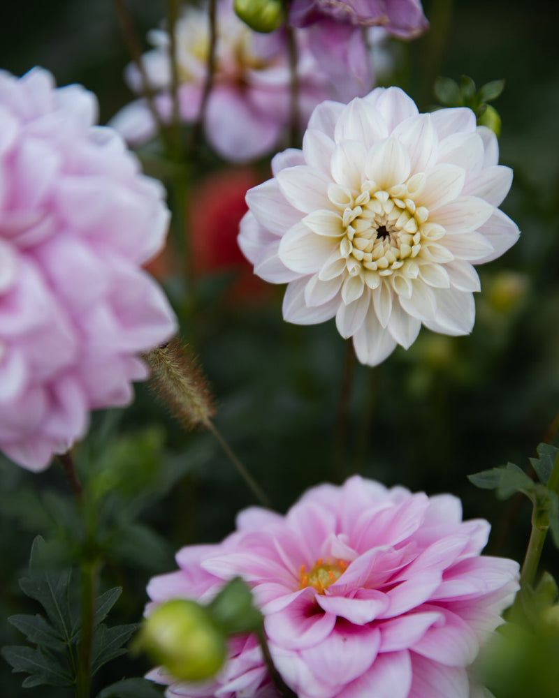 Dahlia Heather Feather