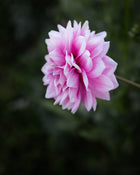 Dahlia Heather Feather
