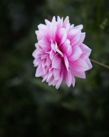 Dahlia Heather Feather