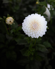 Dahlia Hillcrest Amour