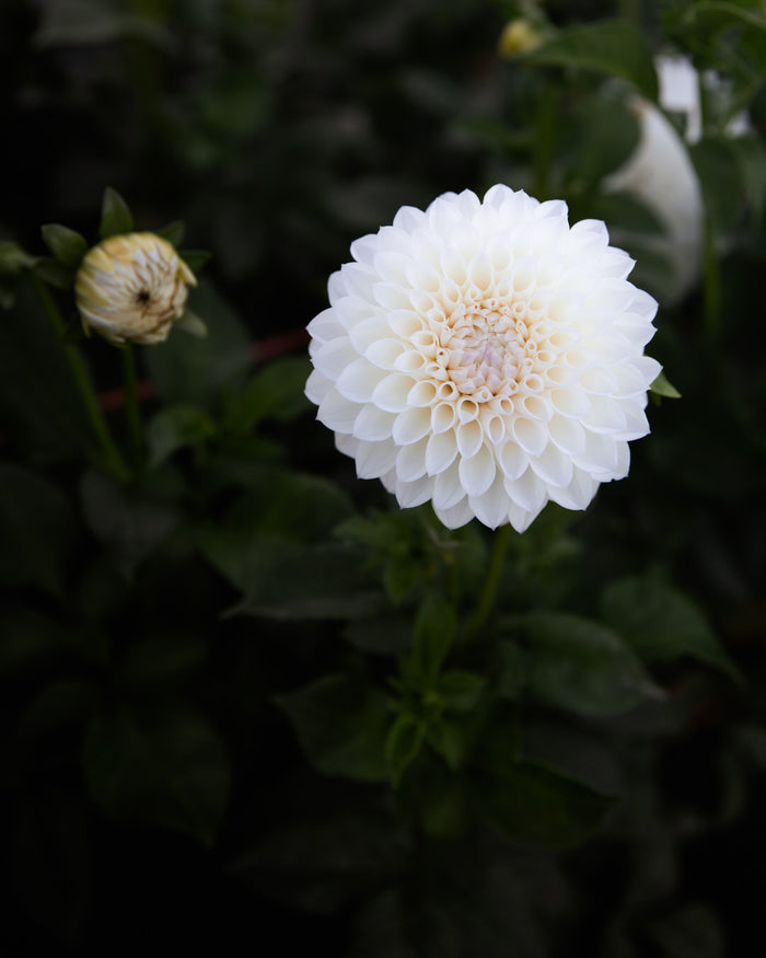 Dahlia Hillcrest Amour