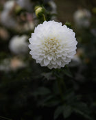 Dahlia Hillcrest Amour