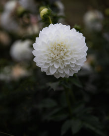 Dahlia Hillcrest Amour