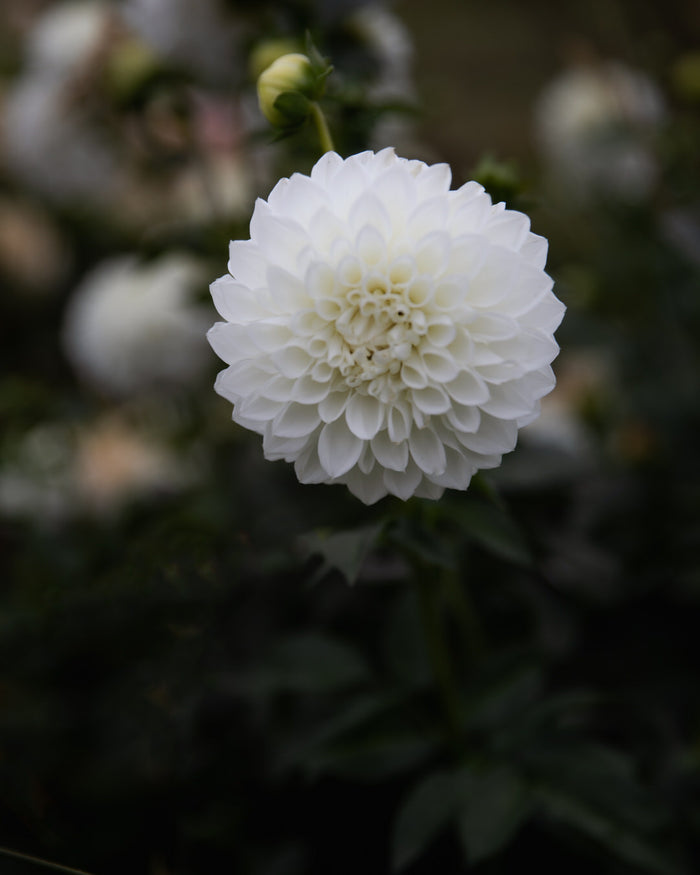 Dahlia Hillcrest Amour