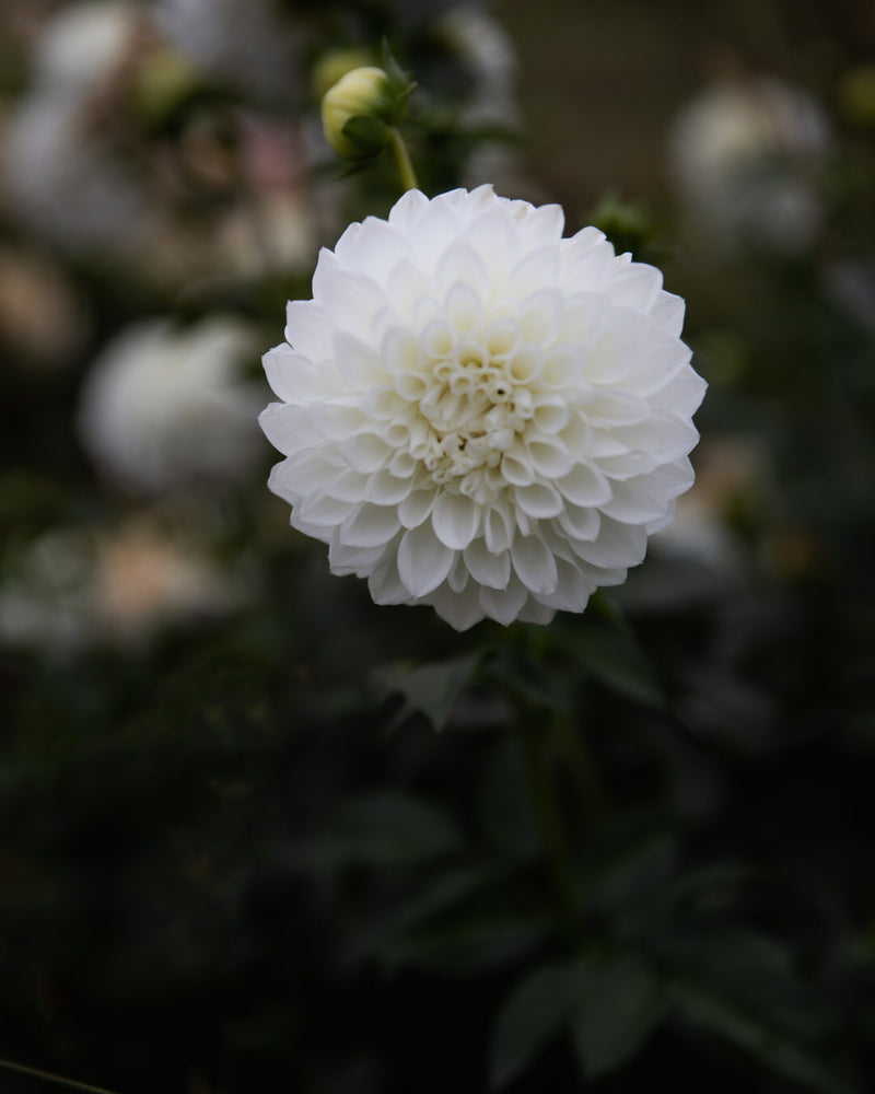 Dahlia Hillcrest Amour