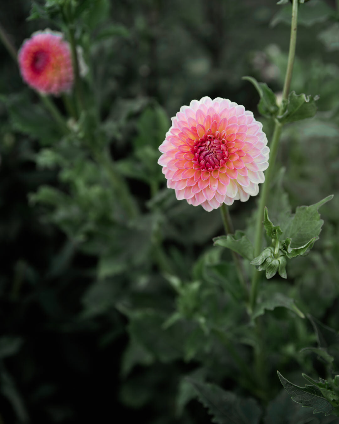 Dahlia Hillcrest Suffusion