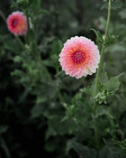 Dahlia Hillcrest Suffusion