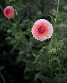 Dahlia Hillcrest Suffusion