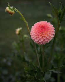 Dahlia Hillcrest Suffusion