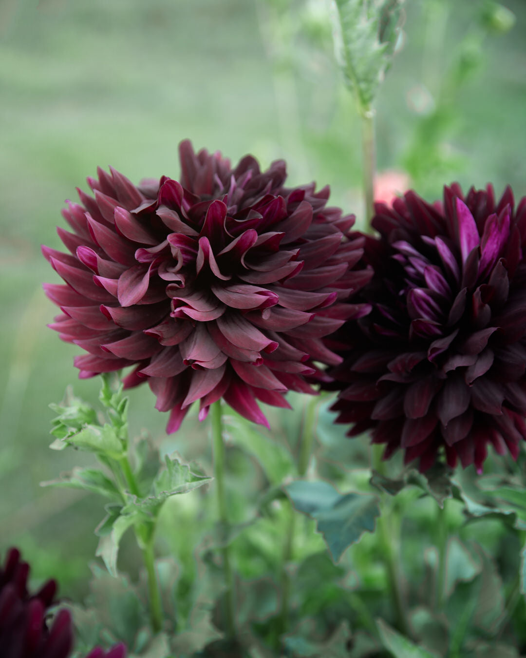 Dahlia Hollyhill Black Beauty