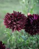 Dahlia Hollyhill Black Beauty