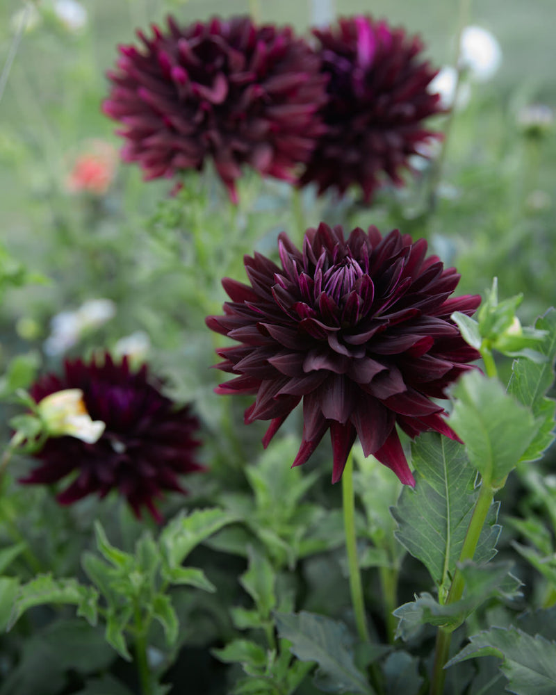 Dahlia Hollyhill Black Beauty