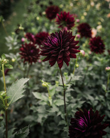Dahlia Hollyhill Black Beauty