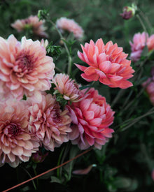 Hollyhill Daydream Dahlia Petal Back Farm