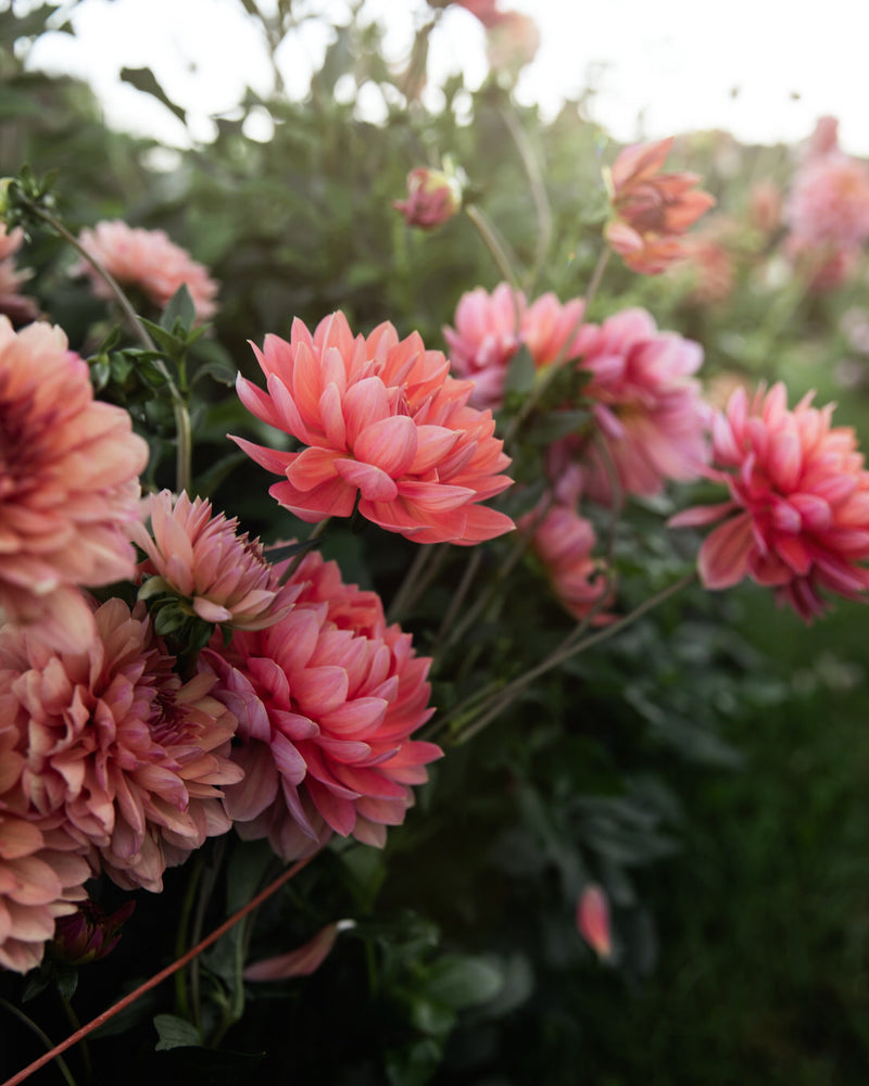 Hollyhill Daydream Dahlia Petal Back Farm